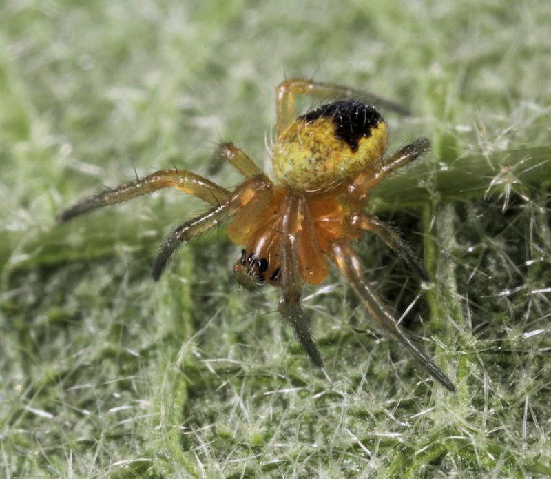 Araneus_ZZXYX_D8194_Z_89_Bij afgraving_Nederland.jpg
